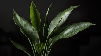 Obraz premium Close-up of Lush Green Leaves on a Black Background