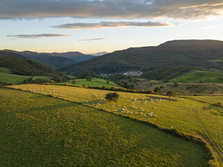 Flock of sheep grazing at sunset. Garralda, Aezkoa Valley. Navarre