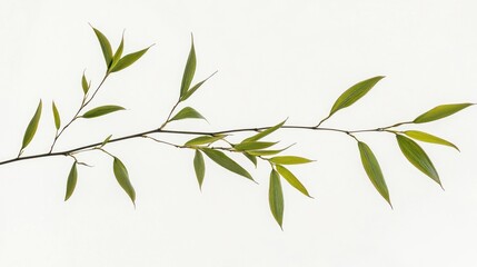 A slender branch with green leaves against a light background.
