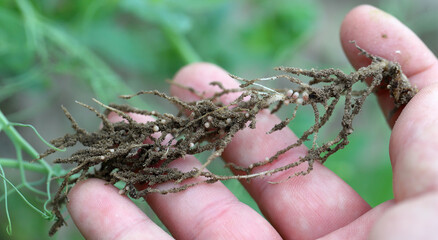 Root nodules for nitrogen fixation formed by Rhizobium bacteria on the roots of pea plants in the...