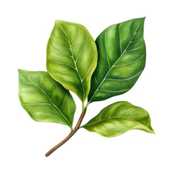 Obraz premium Realistic green leaves on a branch, transparent background.