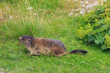 Alpine marmot (Marmota marmota) in the Swiss Alps