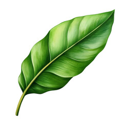 Fototapeta premium Vibrant green leaf, beautifully detailed, on transparent background.