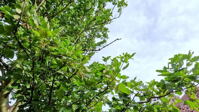 Tree Branches Swaying in the Wind