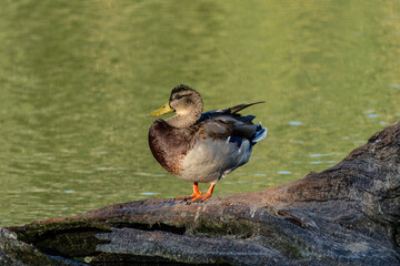 mallard duck