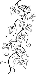 ivy plant drawing illustration.