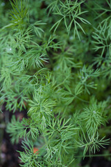 food background of fresh dill in a garden