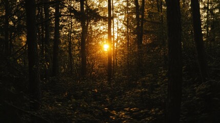 Obraz premium A serene forest scene at sunset, with sunlight filtering through trees.