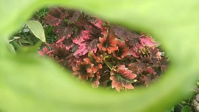 Sumedang, Indonesia, October 2, 2024, coleus victorian ruffles seen from the leaves of Monstera adansonii or janda bolong or monstera Adanson, which is planted in a flower pot