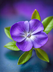 a vibrant violet Periwinkle flower