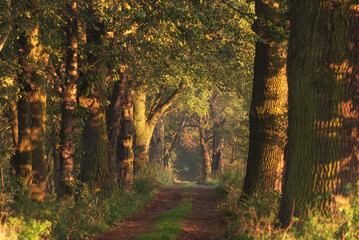 Obraz premium Jesienny krajobraz, kasztanowa aleja we mgle, tapeta.