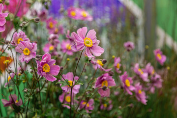 Obraz premium Pink color of Anemone tomentosa