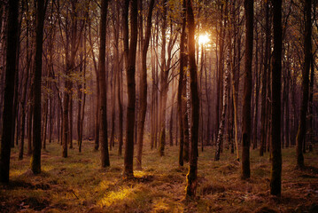 Fototapeta premium Jesienny krajobraz lasu, z mgłą i promieniami słońca przenikającymi przez gałęzie drzew, tapeta.