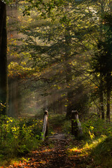 Jesienny krajobraz lasy z drewnianym mostkiem i promieniami słońca we mgle, tapeta.  © Elżbieta Kaps