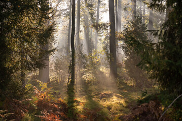 Fototapeta premium Jesienny krajobraz lasu, z mgłą i promieniami słońca przenikającymi przez gałęzie drzew, tapeta.