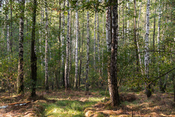 Brzozowy zagajnik jesienią, tapeta.