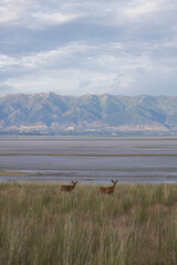 A couple of antelope in antelope island, utah