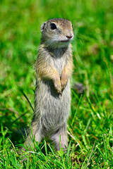European ground squirrel // Europäischer Ziesel (Spermophilus citellus) 
