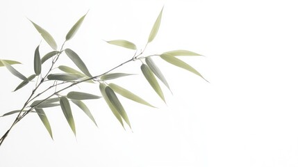 Fototapeta premium A minimalist image featuring a bamboo branch against a light background, emphasizing tranquility.