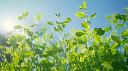 Obraz premium A macro shot of delicate pea shoots reaching towards the sky in a sun-drenched kitchen garden