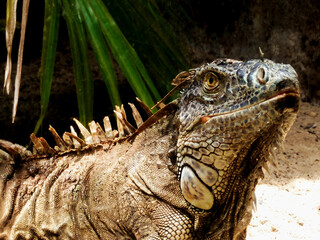 A big iguana that lives in the zoo.