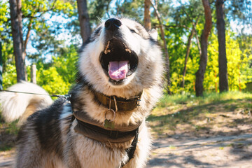 Portrait of a friendly Malamute dog.