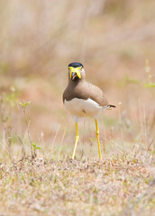 Yellow wattled lapwing bird standing on the ground closeup shot