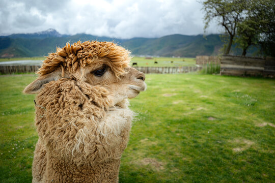 Close up alpaca in a grass field on a farm