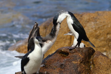 black-faced cormorant