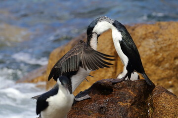 black-faced cormorant