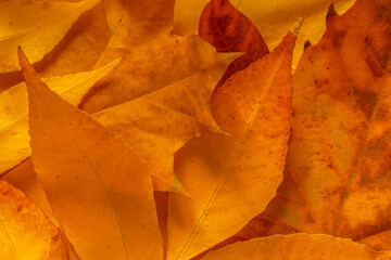 heap of dry yellow and orange autumnal leaves