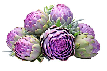 Obraz premium Vibrant blooming artichokes with a variety of purple hues, displaying intricate layers of petals, isolated against a crisp white background