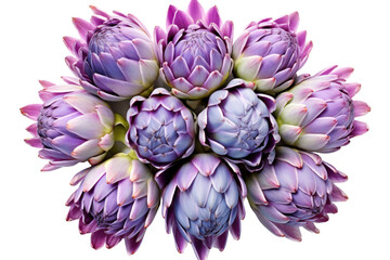 Fototapeta premium Vibrant blooming artichokes with a variety of purple hues, displaying intricate layers of petals, isolated against a crisp white background