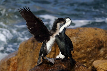 black-faced cormorant