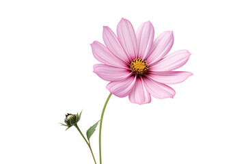 Fototapeta premium Single pink flower showcasing its natural beauty with bright, vivid petals on a clean white background