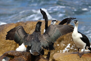 black-faced cormorant