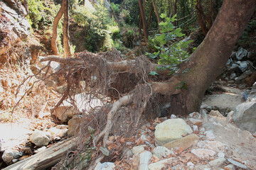 The path of the centaurs (after Cyclone Daniel) Portaria Pelion Greece