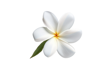 Single frangipani flower with soft, overlapping petals and subtle shadows, floating against a white background