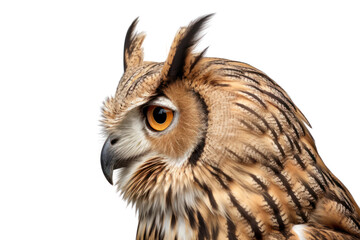 Obraz premium Side profile of an owl looking intently to the right, its sharp beak and facial disc clearly visible against a white background