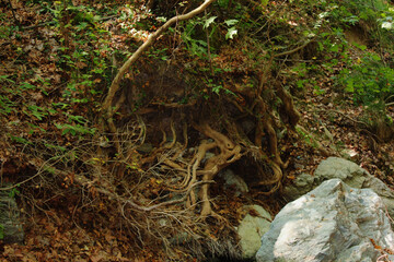 The path of the centaurs (after Cyclone Daniel) Portaria Pelion Greece