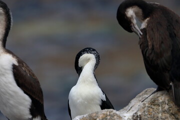 black-faced cormorant