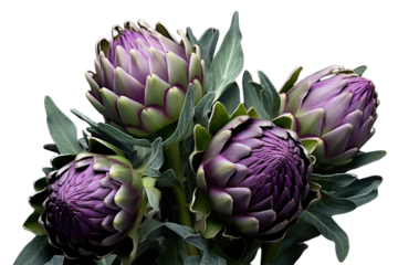 Fresh, blooming artichokes with rich, green and purple tones, highlighting the contrast between the blooming petals and the clean white background.
