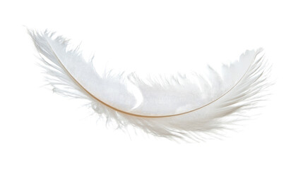 Obraz premium animal feather on a transparent background