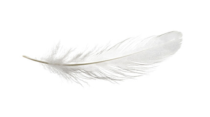 Obraz premium animal feather on a transparent background