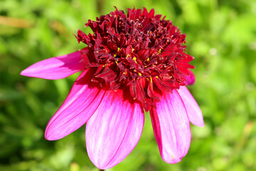 Dahlia Poodle Skirt. A dahlia flower called Poodle Skirt.