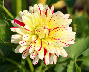Dahlia, Creme Silence. A Creme Silence Dhalia flower in full sun.