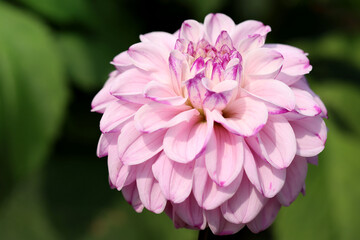 Dahlia flower called Genova, against a bokeh background.