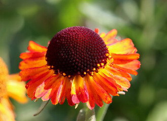Helenium flowers variation name Short and Sassy against a sunlit bokeh background