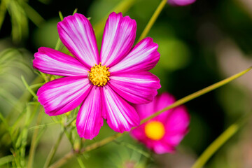 Cosmos flower, herbaceous annual plant, grown through seedlings.