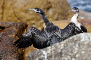 black-faced cormorant